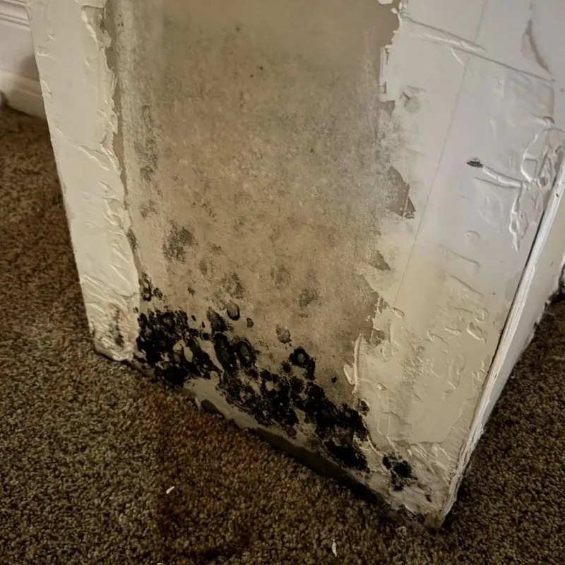 Professional Mold Removal in Massanutten, VA